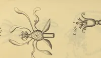An illustration from Anatome plantarum. Cui subjungjungitur appendix, iteratas & auctas ejusdem authoris de ovo incubato observationes continens. Regiae societati, Londini ad scientan naturalem promovendam institutae, dicata (1675)