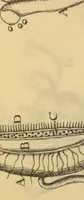 An illustration from Anatome plantarum. Cui subjungjungitur appendix, iteratas & auctas ejusdem authoris de ovo incubato observationes continens. Regiae societati, Londini ad scientan naturalem promovendam institutae, dicata (1675)