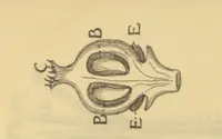 Picture 13 of 21 from Anatome plantarum. Cui subjungjungitur appendix, iteratas & auctas ejusdem authoris de ovo incubato observationes continens. Regiae societati, Londini ad scientan naturalem promovendam institutae, dicata (1675), leaf 174