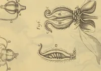 An illustration from Anatome plantarum. Cui subjungjungitur appendix, iteratas & auctas ejusdem authoris de ovo incubato observationes continens. Regiae societati, Londini ad scientan naturalem promovendam institutae, dicata (1675)