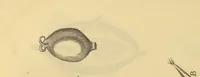An illustration from Anatome plantarum. Cui subjungjungitur appendix, iteratas & auctas ejusdem authoris de ovo incubato observationes continens. Regiae societati, Londini ad scientan naturalem promovendam institutae, dicata (1675)