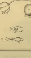 Picture 16 of 21 from Anatome plantarum. Cui subjungjungitur appendix, iteratas & auctas ejusdem authoris de ovo incubato observationes continens. Regiae societati, Londini ad scientan naturalem promovendam institutae, dicata (1675), leaf 182