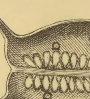 An illustration from Anatome plantarum. Cui subjungjungitur appendix, iteratas & auctas ejusdem authoris de ovo incubato observationes continens. Regiae societati, Londini ad scientan naturalem promovendam institutae, dicata (1675)