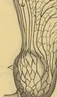 An illustration from Anatome plantarum. Cui subjungjungitur appendix, iteratas & auctas ejusdem authoris de ovo incubato observationes continens. Regiae societati, Londini ad scientan naturalem promovendam institutae, dicata (1675)