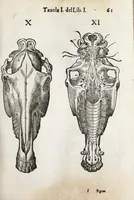 An illustration from Anatomia del cavallo, infermità, et svoi rimedii : opera nuova ... (1599)