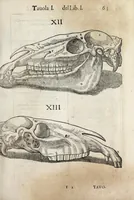 An illustration from Anatomia del cavallo, infermità, et svoi rimedii : opera nuova ... (1599)