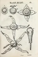 An illustration from Anatomia del cavallo, infermità, et svoi rimedii : opera nuova ... (1599)