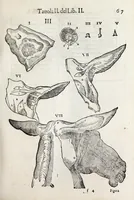 An illustration from Anatomia del cavallo, infermità, et svoi rimedii : opera nuova ... (1599)