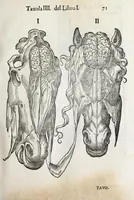 Picture 10 of 46 from Anatomia del cavallo, infermità, et svoi rimedii : opera nuova ... (1599), leaf 111