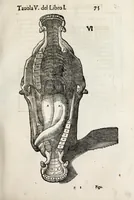 An illustration from Anatomia del cavallo, infermità, et svoi rimedii : opera nuova ... (1599)