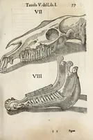 An illustration from Anatomia del cavallo, infermità, et svoi rimedii : opera nuova ... (1599)