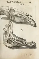 An illustration from Anatomia del cavallo, infermità, et svoi rimedii : opera nuova ... (1599)