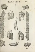 An illustration from Anatomia del cavallo, infermità, et svoi rimedii : opera nuova ... (1599)