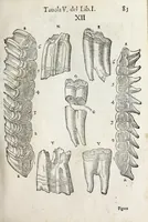 An illustration from Anatomia del cavallo, infermità, et svoi rimedii : opera nuova ... (1599)
