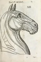An illustration from Anatomia del cavallo, infermità, et svoi rimedii : opera nuova ... (1599)