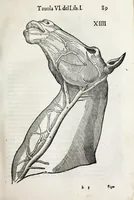 Picture 17 of 46 from Anatomia del cavallo, infermità, et svoi rimedii : opera nuova ... (1599), leaf 129