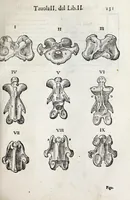 An illustration from Anatomia del cavallo, infermità, et svoi rimedii : opera nuova ... (1599)
