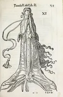 An illustration from Anatomia del cavallo, infermità, et svoi rimedii : opera nuova ... (1599)