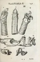 An illustration from Anatomia del cavallo, infermità, et svoi rimedii : opera nuova ... (1599)