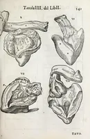 An illustration from Anatomia del cavallo, infermità, et svoi rimedii : opera nuova ... (1599)