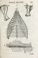 An illustration from Anatomia del cavallo, infermità, et svoi rimedii : opera nuova ... (1599)