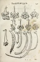 An illustration from Anatomia del cavallo, infermità, et svoi rimedii : opera nuova ... (1599)