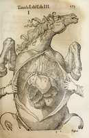 An illustration from Anatomia del cavallo, infermità, et svoi rimedii : opera nuova ... (1599)
