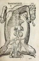 An illustration from Anatomia del cavallo, infermità, et svoi rimedii : opera nuova ... (1599)