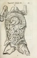 An illustration from Anatomia del cavallo, infermità, et svoi rimedii : opera nuova ... (1599)