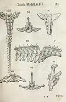 An illustration from Anatomia del cavallo, infermità, et svoi rimedii : opera nuova ... (1599)