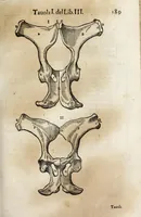 An illustration from Anatomia del cavallo, infermità, et svoi rimedii : opera nuova ... (1599)