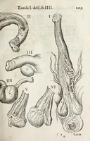 An illustration from Anatomia del cavallo, infermità, et svoi rimedii : opera nuova ... (1599)