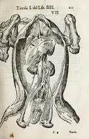An illustration from Anatomia del cavallo, infermità, et svoi rimedii : opera nuova ... (1599)