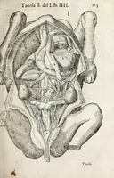 An illustration from Anatomia del cavallo, infermità, et svoi rimedii : opera nuova ... (1599)