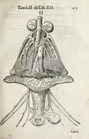 An illustration from Anatomia del cavallo, infermità, et svoi rimedii : opera nuova ... (1599)