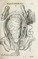 An illustration from Anatomia del cavallo, infermità, et svoi rimedii : opera nuova ... (1599)