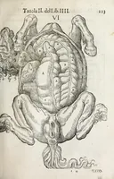 An illustration from Anatomia del cavallo, infermità, et svoi rimedii : opera nuova ... (1599)