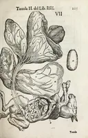Picture 38 of 46 from Anatomia del cavallo, infermità, et svoi rimedii : opera nuova ... (1599), leaf 265
