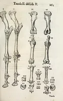 An illustration from Anatomia del cavallo, infermità, et svoi rimedii : opera nuova ... (1599)