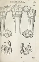 An illustration from Anatomia del cavallo, infermità, et svoi rimedii : opera nuova ... (1599)