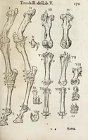 An illustration from Anatomia del cavallo, infermità, et svoi rimedii : opera nuova ... (1599)