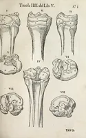 An illustration from Anatomia del cavallo, infermità, et svoi rimedii : opera nuova ... (1599)