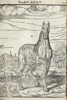 An illustration from Anatomia del cavallo, infermità, et svoi rimedii : opera nuova ... (1599)