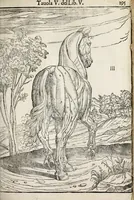 An illustration from Anatomia del cavallo, infermità, et svoi rimedii : opera nuova ... (1599)