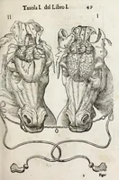 Picture 2 of 46 from Anatomia del cavallo, infermità, et svoi rimedii : opera nuova ... (1599), leaf 89