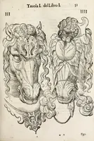 Picture 3 of 46 from Anatomia del cavallo, infermità, et svoi rimedii : opera nuova ... (1599), leaf 91
