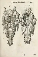 An illustration from Anatomia del cavallo, infermità, et svoi rimedii : opera nuova ... (1599)