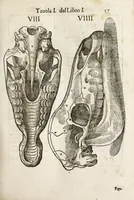 An illustration from Anatomia del cavallo, infermità, et svoi rimedii : opera nuova ... (1599)