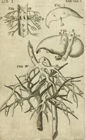 Picture 55 of 129 from Anatomiae amphitheatrvm effigie triplici, more et conditione varia, designatvm (1623), leaf 100