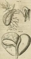 Picture 58 of 129 from Anatomiae amphitheatrvm effigie triplici, more et conditione varia, designatvm (1623), leaf 106
